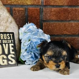 Ziggy - Black and tan male Yorkshire Terrier puppy in Essexville, Michigan from John's Yorkshire Terriers