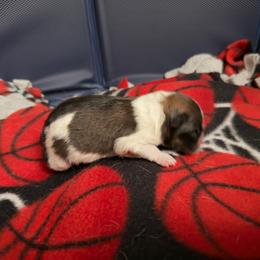 Boy 3 - Wolf sable male Pomeranian puppy in New Plymouth, Idaho from Pawdawan Poms