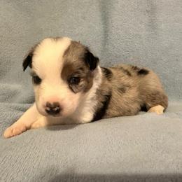 Rad - Blue merle male Australian Shepherd puppy in Monroe, North Carolina from Meekey Family Aussies