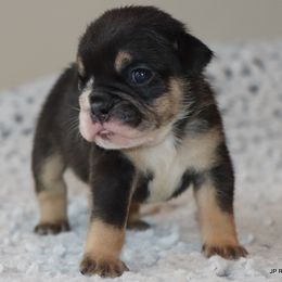 Kanga - Black tri-color female Bulldog puppy in Winnsboro, Texas from JP Ranch Bulldogs