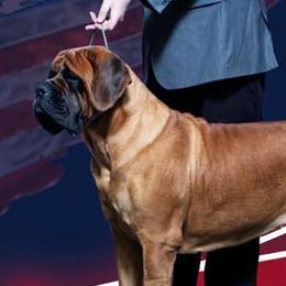 Mastiffs from Kasota Farm