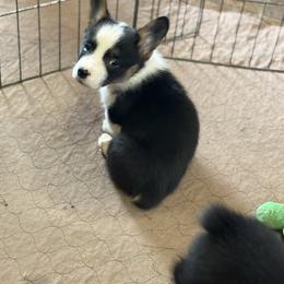 Red - Black and tan male Pembroke Welsh Corgi puppy in Early, Texas from Mitchell Corgis