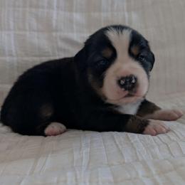 Jet - Black tri male Miniature Australian Shepherd puppy in Crockett, Texas from Pleasant Grove Aussies
