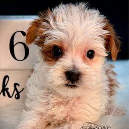 Parti' girl - Parti female Yorkshire Terrier puppy in Machesney Park, Illinois from Three Yorkie Family