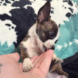Penny - Fawn brindled black female Chihuahua puppy in Alvord, Texas from Gift of Gods Favor