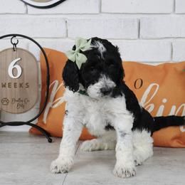 Trixie - Parti female Labradoodle puppy in Bryantown, Maryland from Doodles on Duty