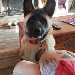 Akita Puppies from Mizuki Akita LLC.