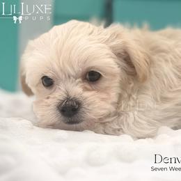 Denver - White and lemon male Morkie puppy in Scottsdale, Arizona from Lil Luxe Pups