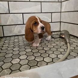 Elizabeth - Brown and white female Basset Hound puppy in Big Rapids, Michigan from Basket Hound Bassets
