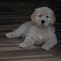 Golden Retriever Puppies from Clew Bay Golden Retrievers