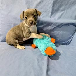 Maneet - White and blue female Rat Terrier puppy in Jerusalem, Ohio from Twin Hickory Ranch