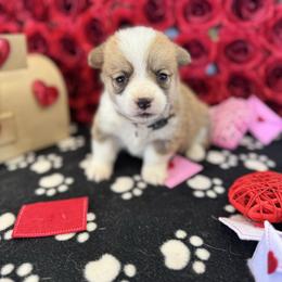 Cookies'n'cream - Sable female Pembroke Welsh Corgi puppy in Millsap, Texas from Punchy Pembroke Ranch