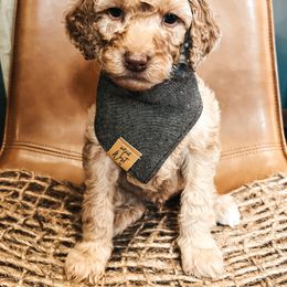 Goldendoodle Puppies from The Doting Doodle