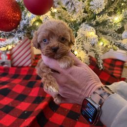 Jack - Red  male Goldendoodle puppy in Chesnee, South Carolina from Megan’s Spoiled Standards