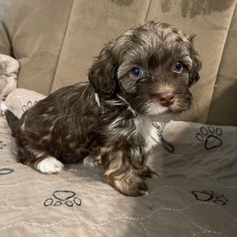 Lady - Chocolate sable female Havanese puppy in Portage, Indiana from Happiness in Havanese