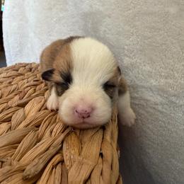 Seven - Red male Pembroke Welsh Corgi puppy in Alabama from White Oak Corgis and Retrievers