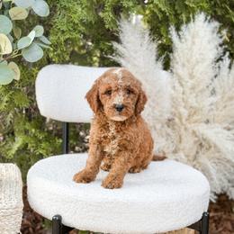 Dark blue collar boy - Red  male Goldendoodle puppy in Spokane, Washington from Dream Doodles in Spokane WA