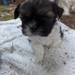 "Jub jub on the lam with Lucy in hot pursuit!! " Shih Tzu Puppies from We Shih Tzu Not!