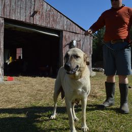 Keila - Anatolian Shepherd Dog