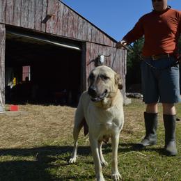 Keila - Anatolian Shepherd Dog