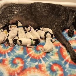 German Shorthaired Pointer Puppies from Pinecrest German Shorthair Pointers