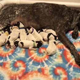 German Shorthaired Pointer Puppies from Pinecrest German Shorthair Pointers