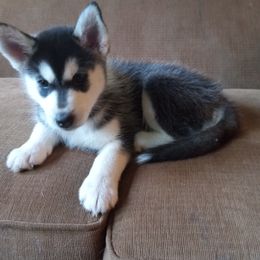 Siberian Husky Puppies from Husky Rose