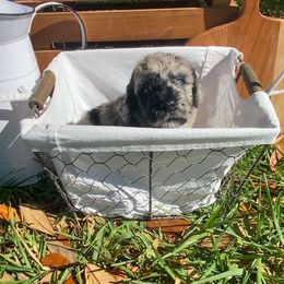 Sheepadoodle Puppies from Primrose Cottage Puppies