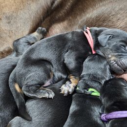 Doberman Pinscher Puppies from KJC Champion Kanines