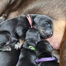 Doberman Pinscher Puppies from KJC Champion Kanines