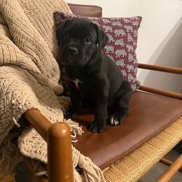Raven - Black female Cane Corso puppy in Utah from 3Lake Kennelz