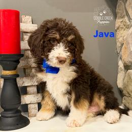 Java - Tri-color male Bernedoodle puppy in Heyworth, Illinois from Cobble Creek Puppies