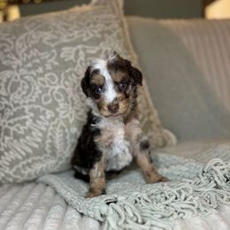 Lake - Red merle male Aussiedoodle puppy in Sweetwater, Florida from Sandy Snout Doodles
