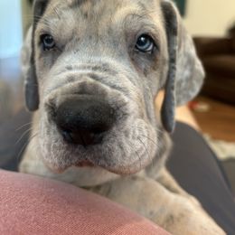 Cash (Named after Johnny Cash) - Merle male Great Dane puppy in Woodstock, Georgia from Diamond Danes of Atlanta