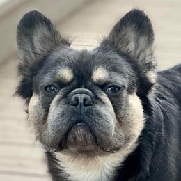 Maui - French Bulldog
