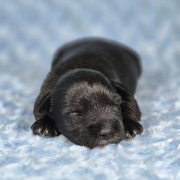 Domino - Black male Miniature Schnauzer puppy in Ely, Nevada from Great Basin Miniature Schnauzers