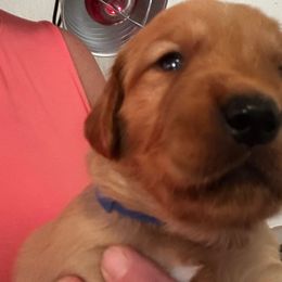 Blue - Dark golden male Golden Retriever puppy in Stratton, Colorado from Anam Cara Retrievers