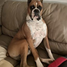 Boxer Puppies from Shanna Ward