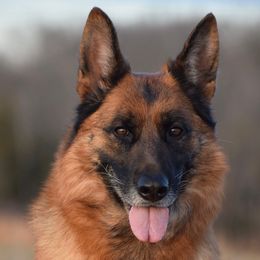 German Shepherds from Rock Bottom Ranch
