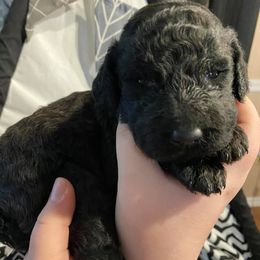 Goldendoodles from Tanisha May