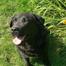 Winnie - Labrador Retriever