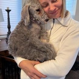 Bedlington Terrier Puppies from RYAS Bedlington Terriers Kennel