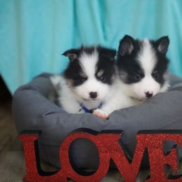 Pomsky Puppies from My Perfect Pomsky Pet