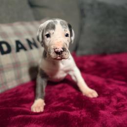 Ciarra - Harlequin female Great Dane puppy in Jerusalem, Arkansas from Mara Danes
