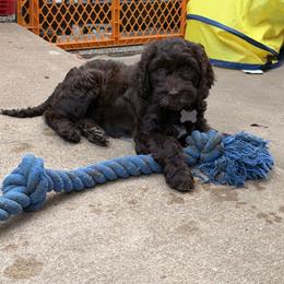 White Collar Girl - Chocolate female Australian Labradoodle puppy in Saint Louis, Missouri from Gateway Australian Labradoodles