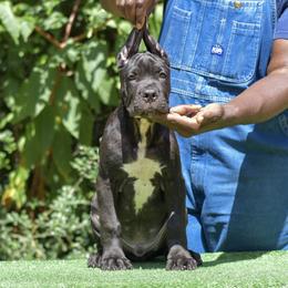 Male 1 - Black male Cane Corso puppy in Willis, Texas from Royal Guardian Cane Corso