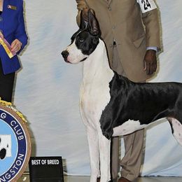 Great Danes from Notoriety Danes