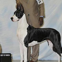 Great Danes from Notoriety Danes