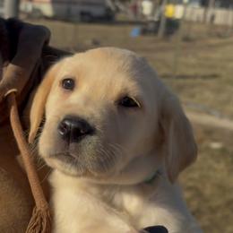 Sally - Yellow female Labrador Retriever puppy in Baldwin City, Kansas from Hedge Lane Labradors