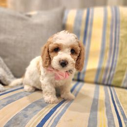 Cavapoo and Dachshund Puppies from Barnyard Dachshunds, Dals & Doodles